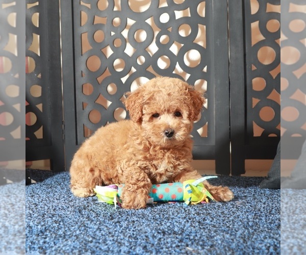 Medium Photo #4 Poochon Puppy For Sale in MOUNT VERNON, OH, USA