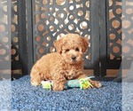 Small #3 Poochon