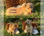 Puppy Puppy 2 Golden Retriever