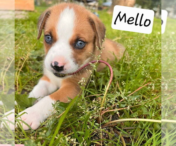 Medium Photo #1 Labrador Retriever-Unknown Mix Puppy For Sale in Chester, VA, USA