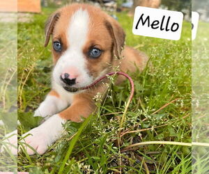 Labrador Retriever-Unknown Mix Dogs for adoption in Chester, VA, USA