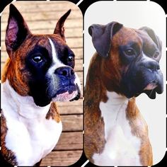 Boxer Puppy for sale in SPANAWAY, WA, USA