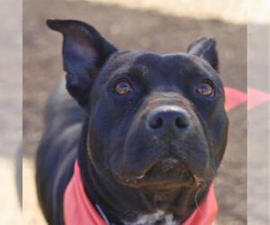 American Staffordshire Terrier-Unknown Mix Dogs for adoption in San Antonio, TX, USA