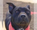 Small American Staffordshire Terrier Mix