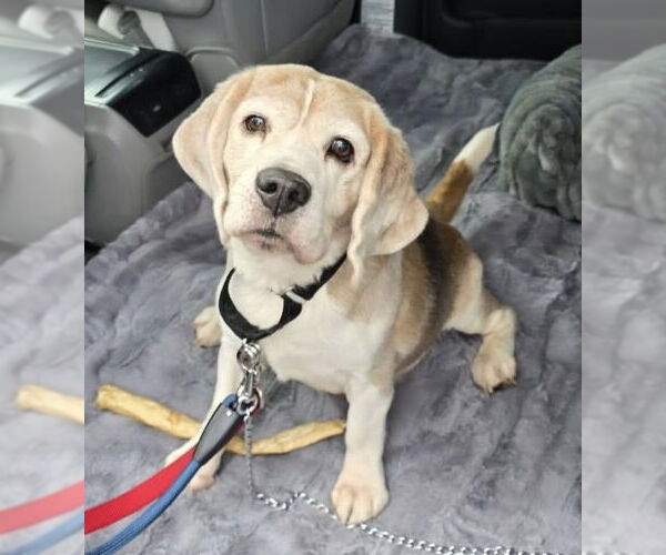 Medium Photo #3 Beagle Puppy For Sale in Chester, NJ, USA
