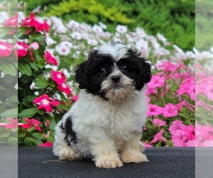 Zuchon Puppy for sale in GORDONVILLE, PA, USA