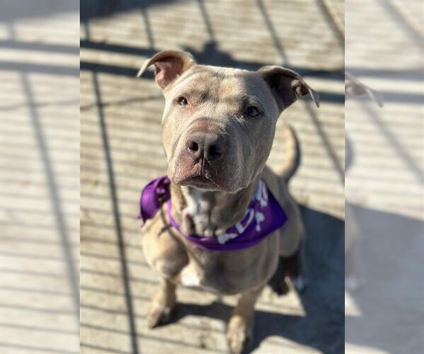 Medium Photo #2 Mutt Puppy For Sale in Elk Grove, CA, USA