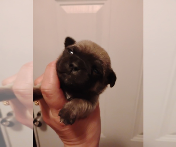 Medium Photo #7 Poodle (Toy)-Pug Mix Puppy For Sale in NEW WAVERLY, TX, USA