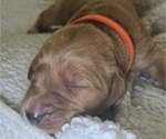 Puppy Orange Golden Irish-Golden Retriever Mix