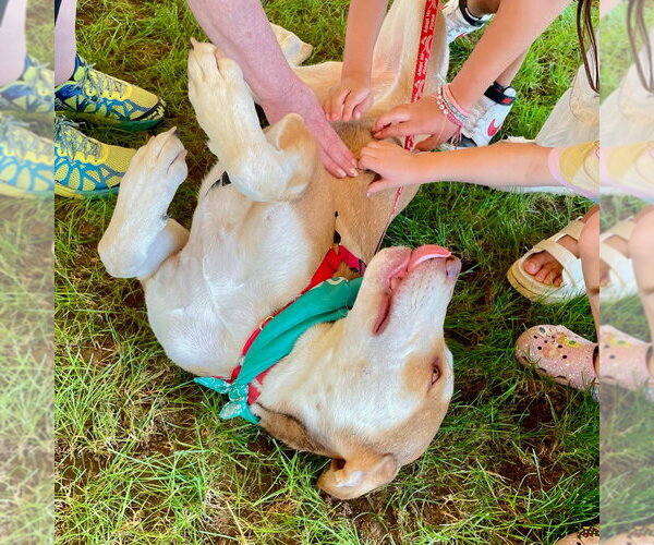 Medium Photo #6 Mutt Puppy For Sale in Canton, CT, USA