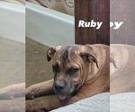 Small Photo #2 Mutt Puppy For Sale in Vail, AZ, USA