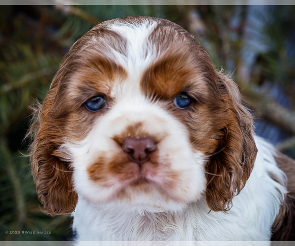 Medium Photo #2 Cocker Spaniel Puppy For Sale in WAKARUSA, IN, USA