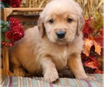 Puppy Santa Paws Golden Irish