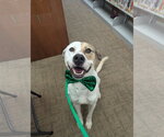 Small #4 American Foxhound-Boxer Mix