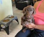 Small Photo #1 Labrador Retriever Puppy For Sale in RIVERVIEW, FL, USA