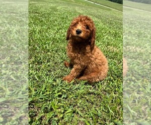 Goldendoodle-Poodle (Miniature) Mix Puppy for sale in CULLMAN, AL, USA