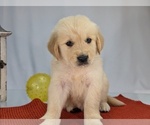 Puppy Zach English Cream Golden Retriever