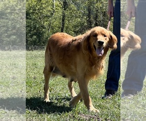 Mother of the Golden Retriever puppies born on 08/19/2026