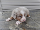 Small Photo #5 Australian Shepherd Puppy For Sale in ADAIRO, OH, USA