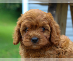 Small #3 Cavalier King Charles Spaniel-Poodle (Toy) Mix