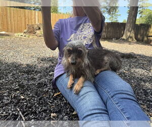 Silkshund Dogs for adoption in St. Augustine, FL, USA