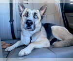 Small #3 Gerberian Shepsky