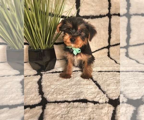 Medium Photo #2 Yorkshire Terrier Puppy For Sale in INDIANAPOLIS, IN, USA