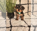 Small #1 Yorkshire Terrier