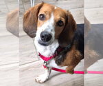Small #5 Beagle