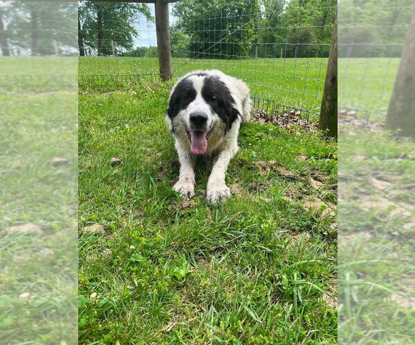 Medium Photo #3 Great Pyrenees-Unknown Mix Puppy For Sale in Osgood, IN, USA