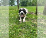 Small #2 Great Pyrenees Mix