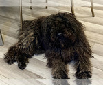 Small Photo #1 Puli Puppy For Sale in MIDDLETOWN, VA, USA