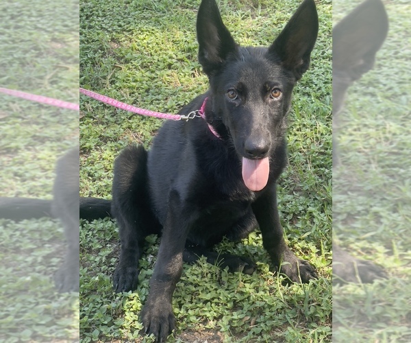 Medium Photo #5 German Shepherd Dog Puppy For Sale in WACO, TX, USA