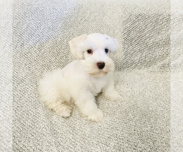 Medium Photo #1 Schnauzer (Miniature) Puppy For Sale in RESCUE, CA, USA