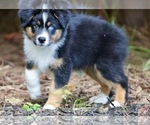 Puppy AKC Grape Australian Shepherd