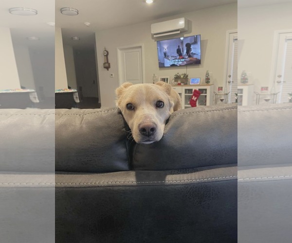 Medium Photo #2 Mutt Puppy For Sale in Woodbury, NY, USA