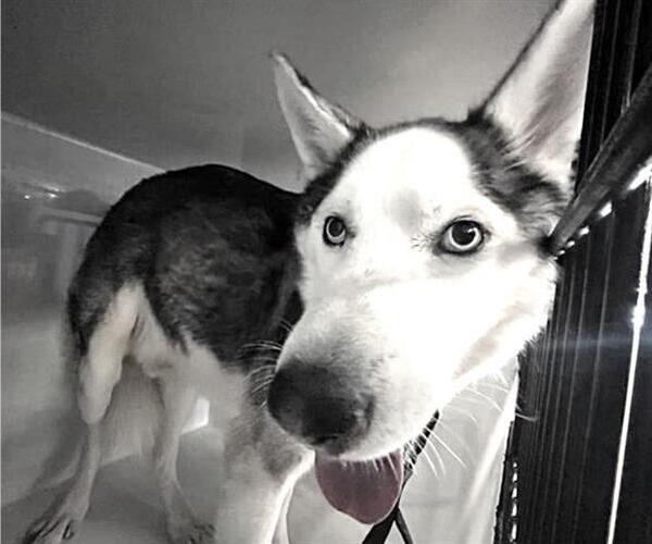 Medium Photo #1 Siberian Husky Puppy For Sale in Houston, TX, USA