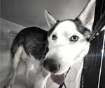 Small Siberian Husky