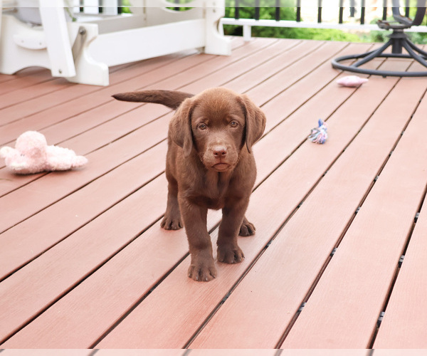 Medium Photo #4 Labrador Retriever Puppy For Sale in SYRACUSE, IN, USA
