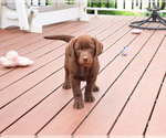 Small #3 Labrador Retriever