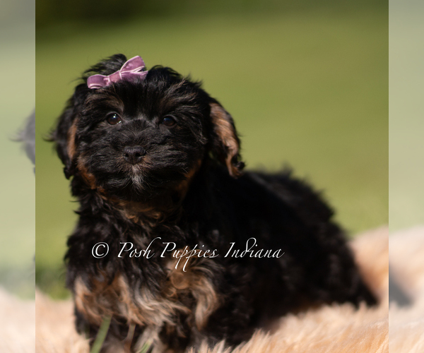 Medium Photo #4 Yorkipoo Puppy For Sale in WARSAW, IN, USA