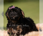 Small #3 Yorkipoo