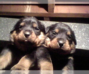 Rottweiler Puppy for sale in SAINT LOUIS, MO, USA