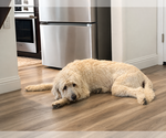 Small Labradoodle
