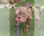 Small #1 Free-Lance Bulldog
