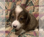 Small Photo #3 Dorgi Puppy For Sale in HURST, IL, USA