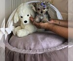 Small #13 Morkie
