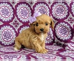 Small Photo #6 Cocker Spaniel-Poodle (Miniature) Mix Puppy For Sale in PEACH BOTTOM, PA, USA