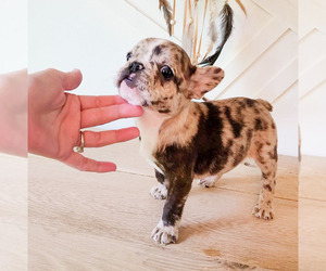French Bulldog Puppy for sale in PILLAGER, MN, USA