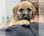 Small #5 Mutt